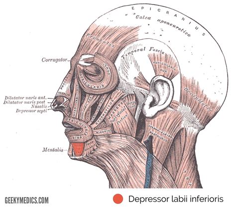 Muscles of Facial Expression | Anatomy | Geeky Medics