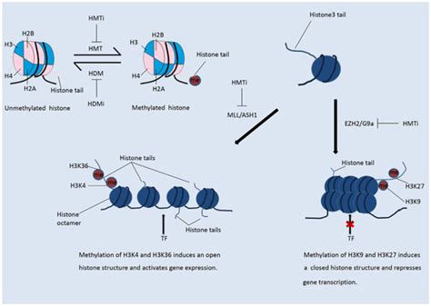 Enhancing the Anticancer Efficacy of Immunotherapy through Combination ...