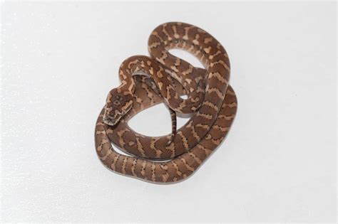 Image result for How Does Carpet Python Gave Birth