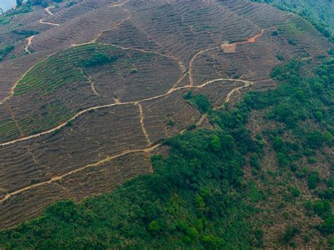 Deforestation Impact: 28,000 Excess Deaths Linked to Tropical Forest Loss