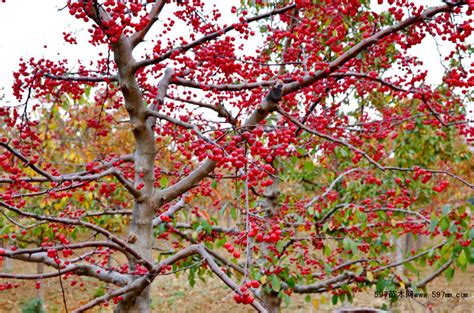 红宝石海棠的栽植管理技术|栽培养护|行业资讯|597苗木网