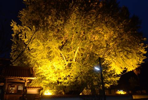 Image result for Ani Algorithm