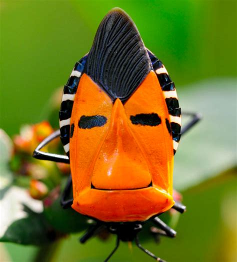 Crazy Looking Insects