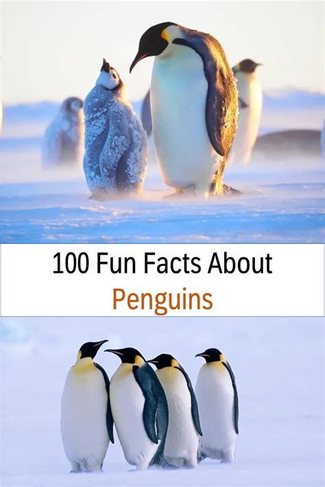 Penguins Fun Facts | Fun facts about penguins, Fun facts, Fun facts for ...