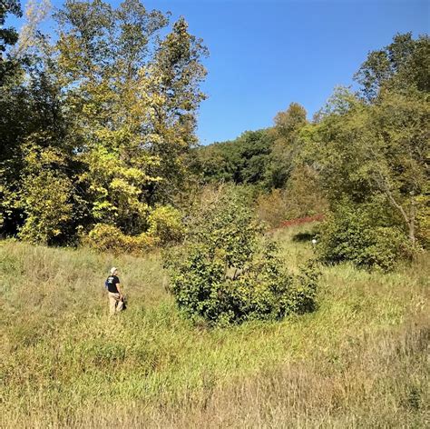 Image result for Hazelnut How to Identify