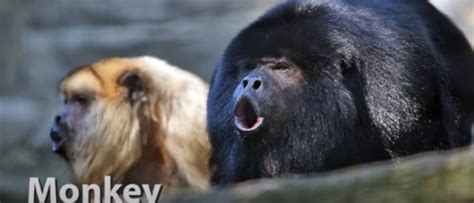 Howler Monkey Sounds by mrcrocodile Sound Effect - Meme Button - Tuna