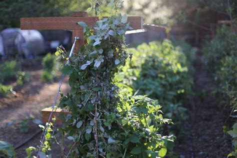 Image result for How to Build Raspberry Trellis