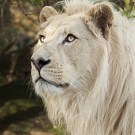 [100+] White Lion Pictures | Wallpapers.com