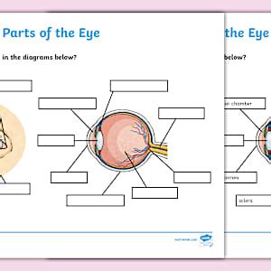 Label Parts of the Eye Worksheet | Sense of Sight
