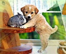 Image result for Puppies and Bunnies