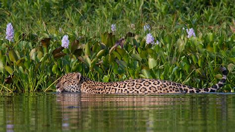 Jaguar In Its Habitat