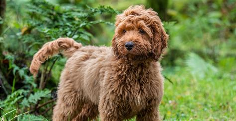 Image result for Standard Cockapoo