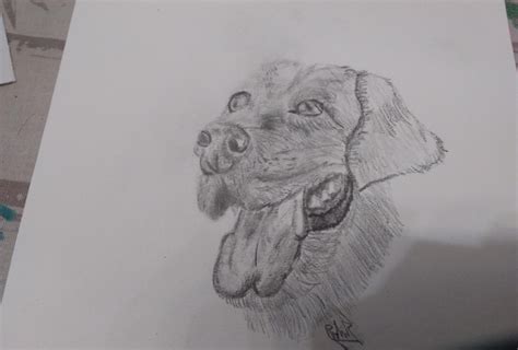 Image result for Labrador Drawing Tutorial