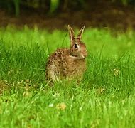 Image result for Many Rabbits Cartoon