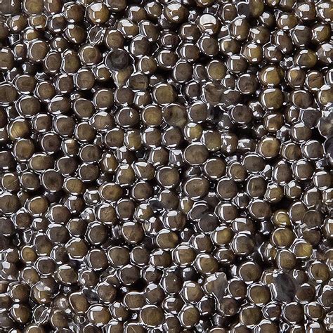 Selection Kaviar vom sibirischen Stör Acipenser baerii, Aquakultur ...