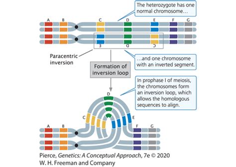 Image result for Inversion DNA