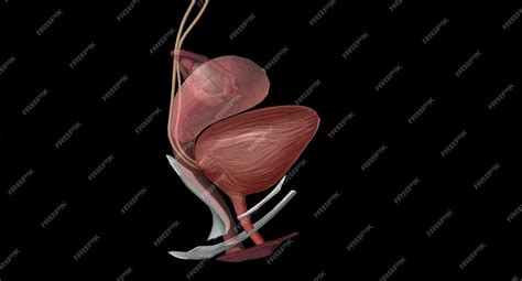 Premium Photo | The external urethral orifice is the external opening ...