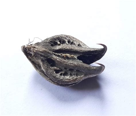 Chillatai Bat Head Roots/Garuda Mukku/TeluKondi Kaya Seeds Pack of 5 ...