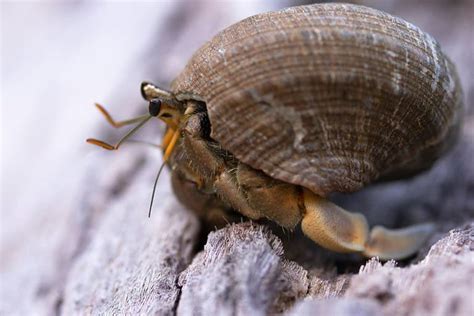 Image result for Tidal Pool Creatures