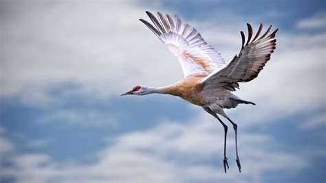 Sandhill Crane