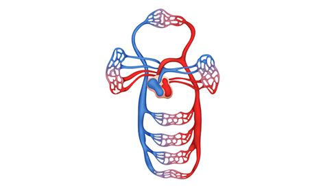 Image result for Circulatory System Diagram without Labels