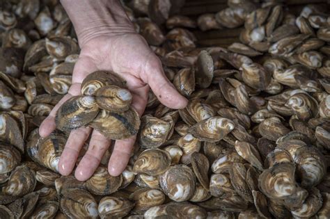 How Do Oyster Grow at Terry Greene blog