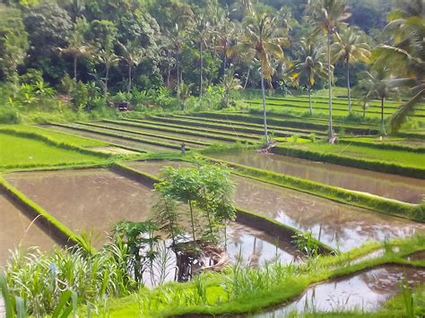 MAYONG CULTURAL WALK (Updated 2026) All You Need to Know BEFORE You Go ...