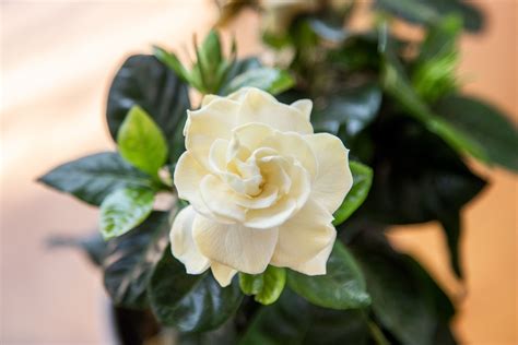 How to Grow and Care for Gardenia