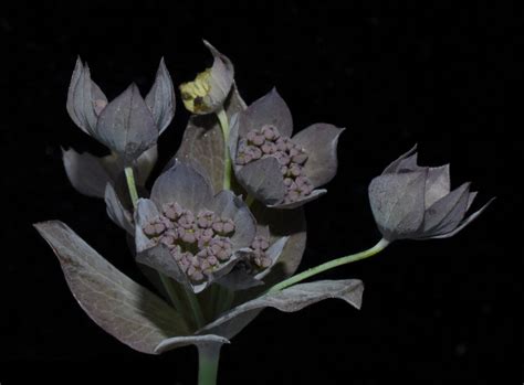 Bupleurum longifolium L. | Plants of the World Online | Kew Science