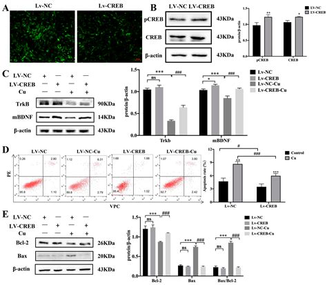 Copper Induces Cognitive Impairment in Mice via Modulation of ...