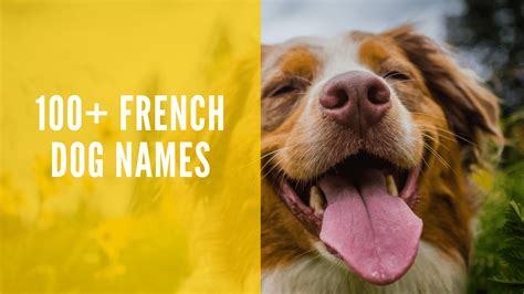 100+ French Dog Names for Your Doggo