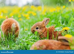 Image result for Can Rabbits Eat Clover Flowers