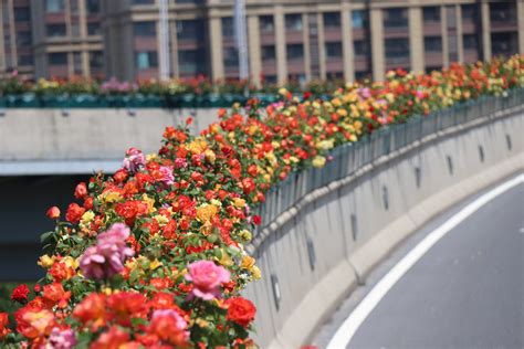 郑州已开启“走花路上班”模式 多色月季花开装点城市高架凤凰网河南_凤凰网