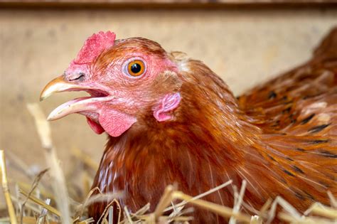 paris farmers union lewiston maine hours