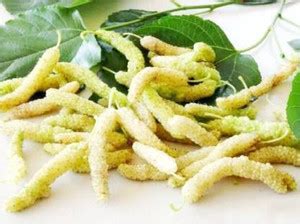 greengrow Shahtoot/Mulberry Plant Price in India - Buy greengrow ...