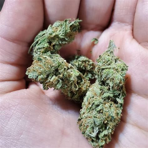 Image result for Alien OG Strain Info