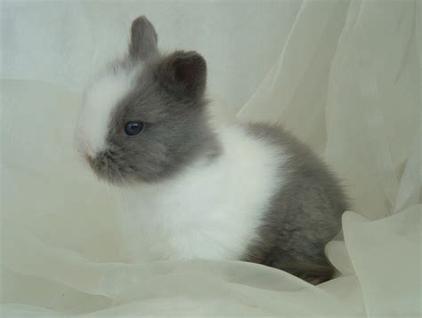 Eine kleine handvoll Glück Teddyzwerge in Kraftisried | Tiere ...