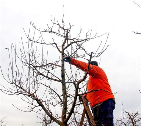 Image result for Apple Tree Pruning