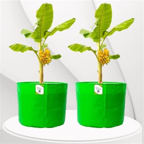 YUVAGREEN Plastic Big Size Terrace Gardening Grow Bag for Fruits ...