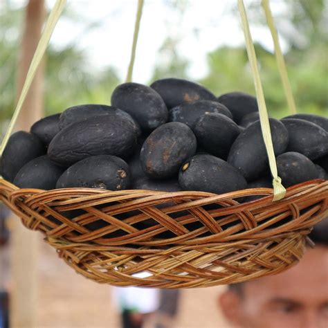The Kembayau Fruit Live Plant (Dacryodes rostrata ) – veliyathgardens