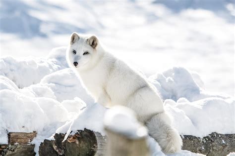 North Pole Arctic Animals The New Arctic: Amid Record Heat, Ecosystems