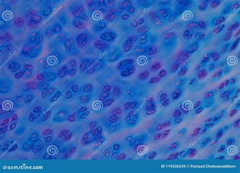 Human Hyaline Cartilage Bone Under Microscope View for Education Stock ...