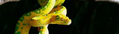 Image result for Aqua Green Tree Python