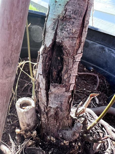 Mexican White Oak - doomed? : r/arborists