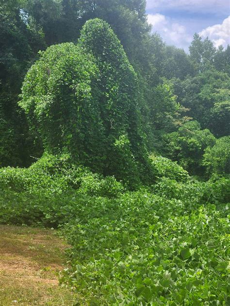 Kudzu Camp, The Rev. James Orange Park at Oakland City, Atlanta, 21 ...