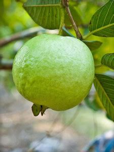 InGreen Guava Plant Price in India - Buy InGreen Guava Plant online at ...