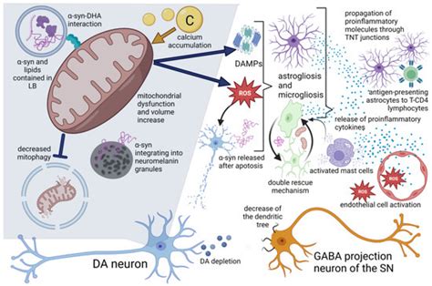 Neuroinflammation in Parkinson’s Disease: From Gene to Clinic: A ...