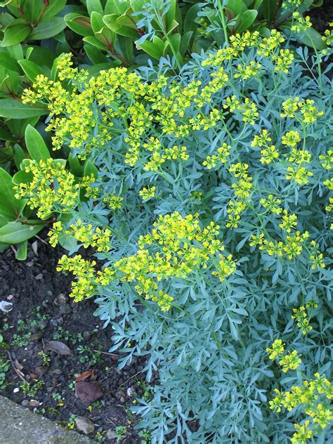 Creative Farmer Rare Common Rue (Ruta Graveolens) Arutha Herb-of-Grace ...