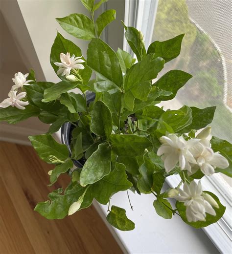 My dream plant, Jasmine sambac. Any tips on growing indoors appreciated ...