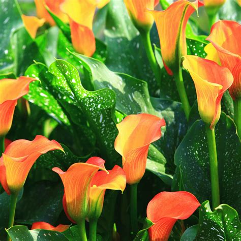 Shop Calla Lily Orange Bulbs for Vibrant Gardens | Set of 5 bulbs ...
